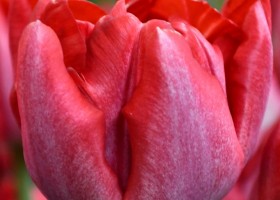 Tulipa Montreux Rouge ® (4)